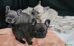 French Bulldog dogs for sale: French buldog puppies - Image 15