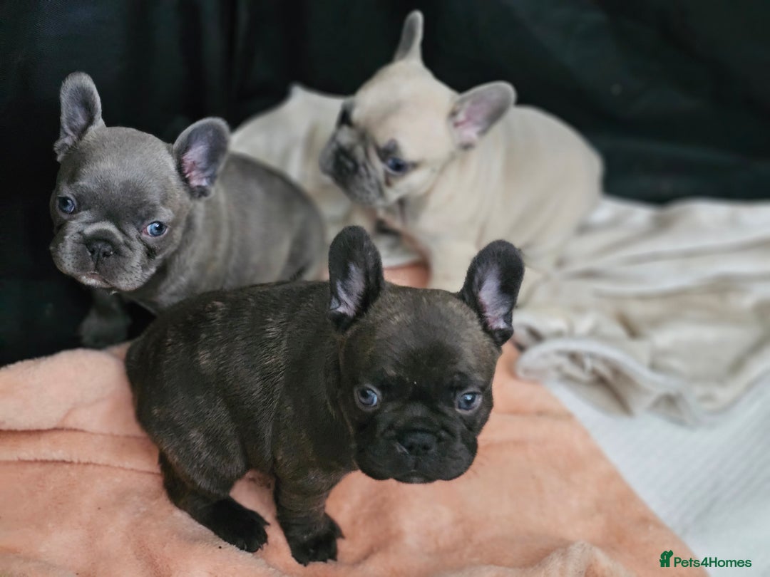 French Bulldog dogs for sale: French buldog puppies - Image 15