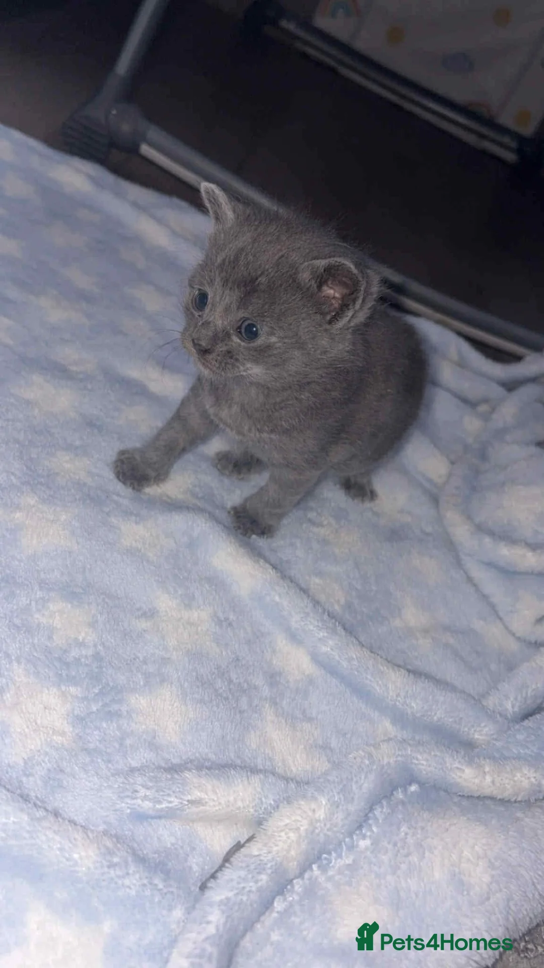 British Shorthair cats for sale: 3 beautiful BSH kittens  - Advert 2