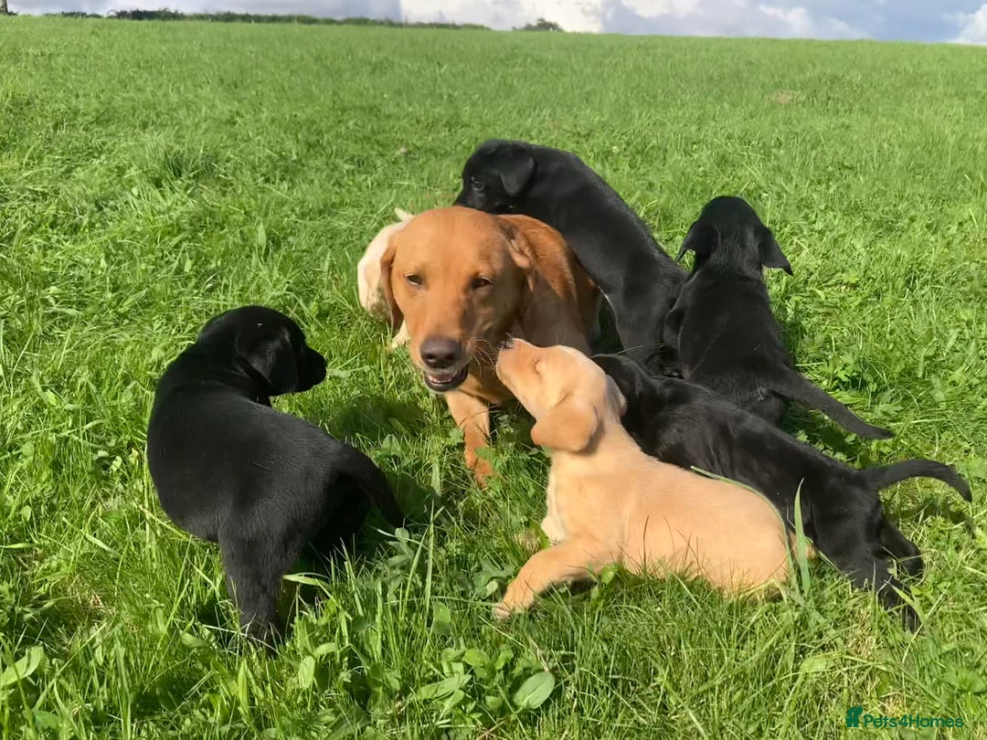 Labrador Retriever dogs for sale: Beautiful KC Reg Lab pups  - Image 4