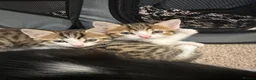 Mixed Breed cats for sale: Adorable Kittens Looking for Their Forever Homes  - Advert 6