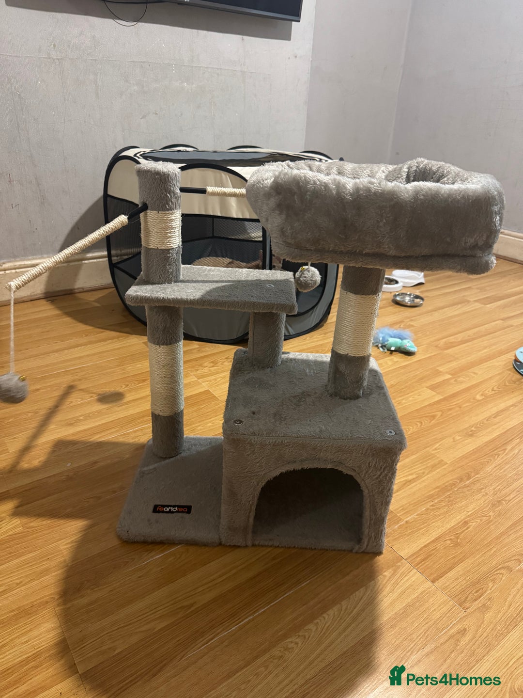 British Shorthair cats for sale: Kitten for sale 8 weeks - Image 9