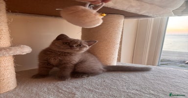 British Shorthair cats - Advert 13