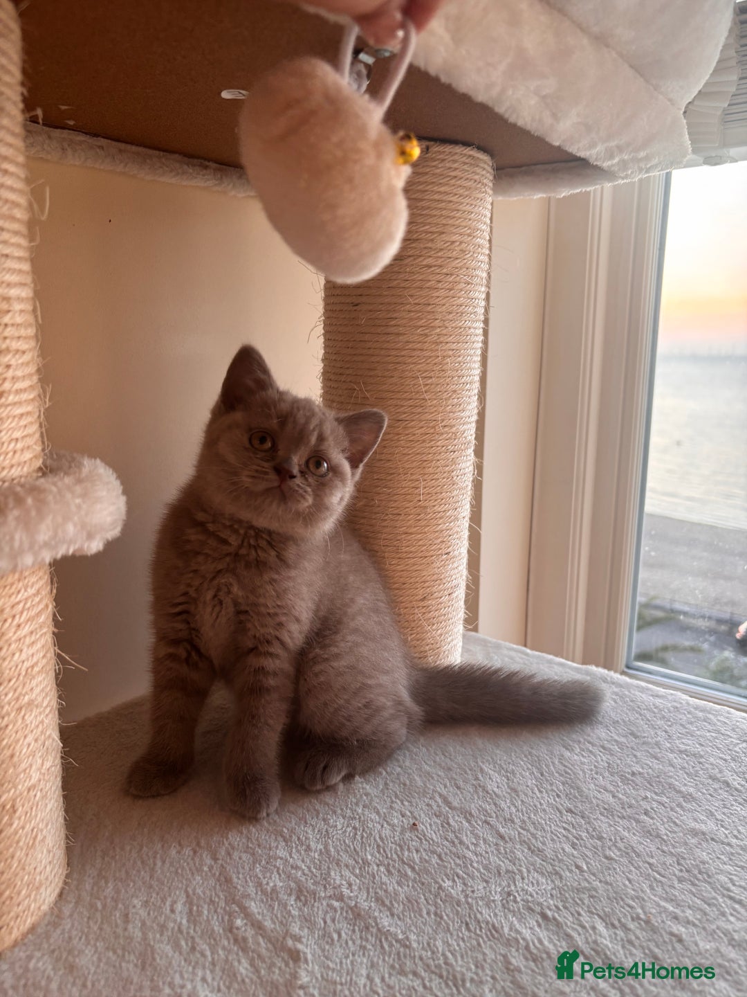 British Shorthair cats for sale: 💜 GCCF British Shorthair Kittens 💙 - Image 2