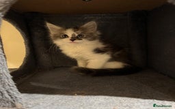 Maine Coon cats for sale: 🐾 Ragdoll × Maine Coon Kittens 🐾 - Image 20