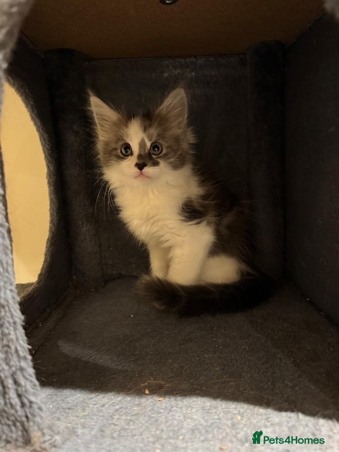 Maine Coon cats for sale: 🐾 Ragdoll × Maine Coon Kittens 🐾 - Image 20