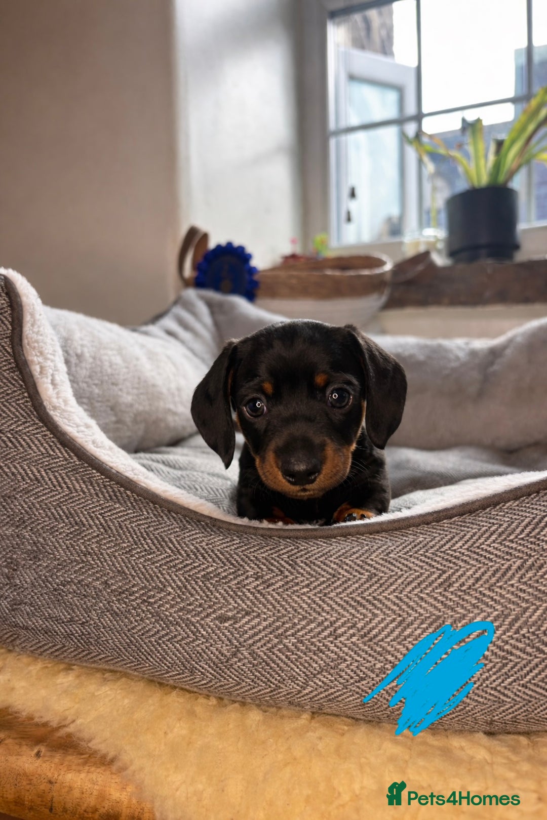 Miniature Dachshund dogs for sale: Miniature dachshunds-Blue & tan ,black & tan left - Advert 4