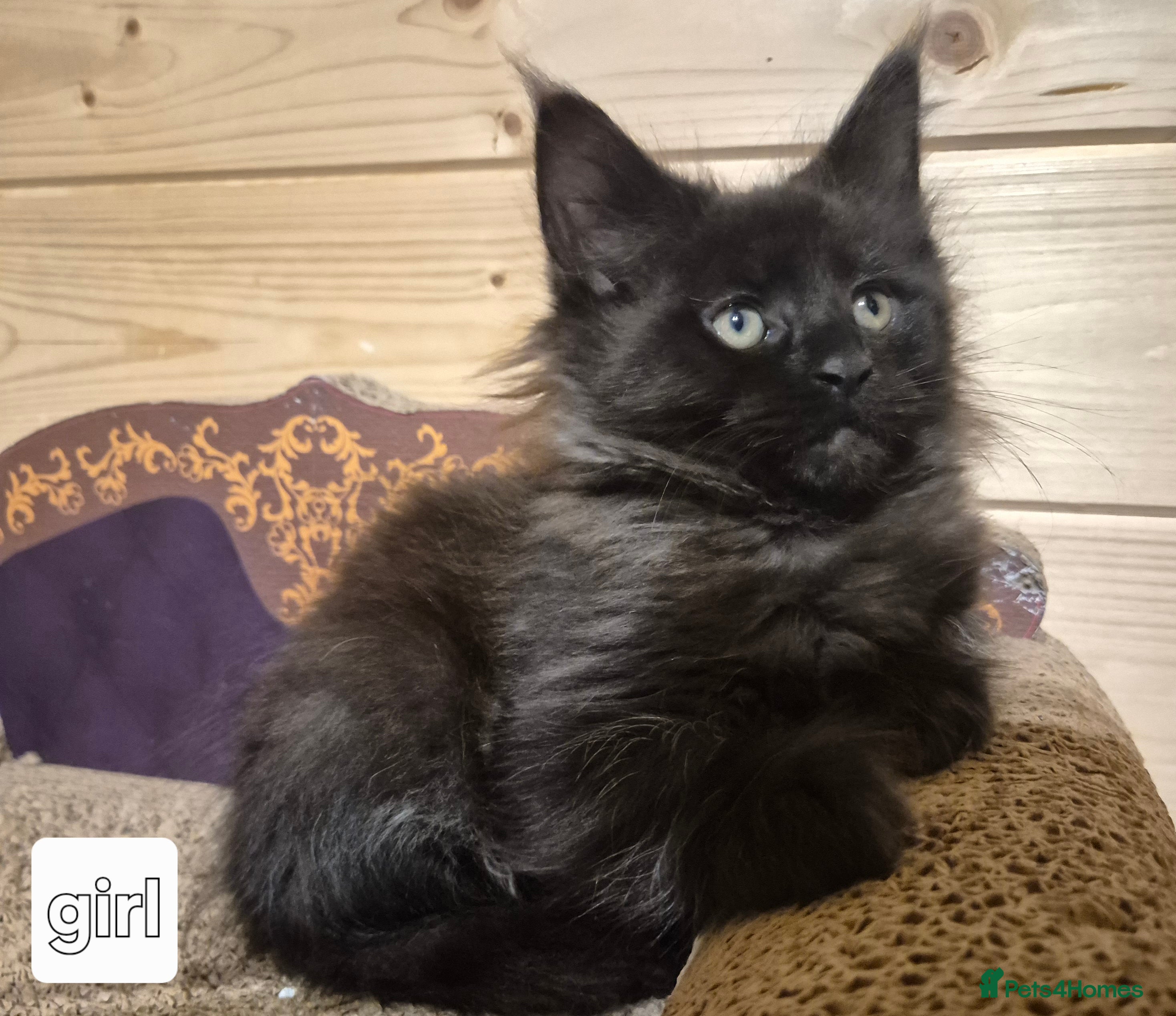 Maine Coon cats Mein Con - Advert 3