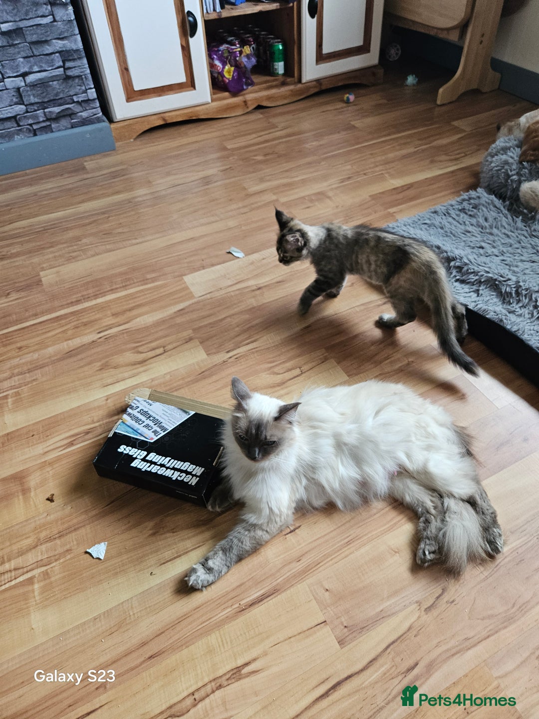 Ragcoon cats for sale: Ragcoon girl - Image 5