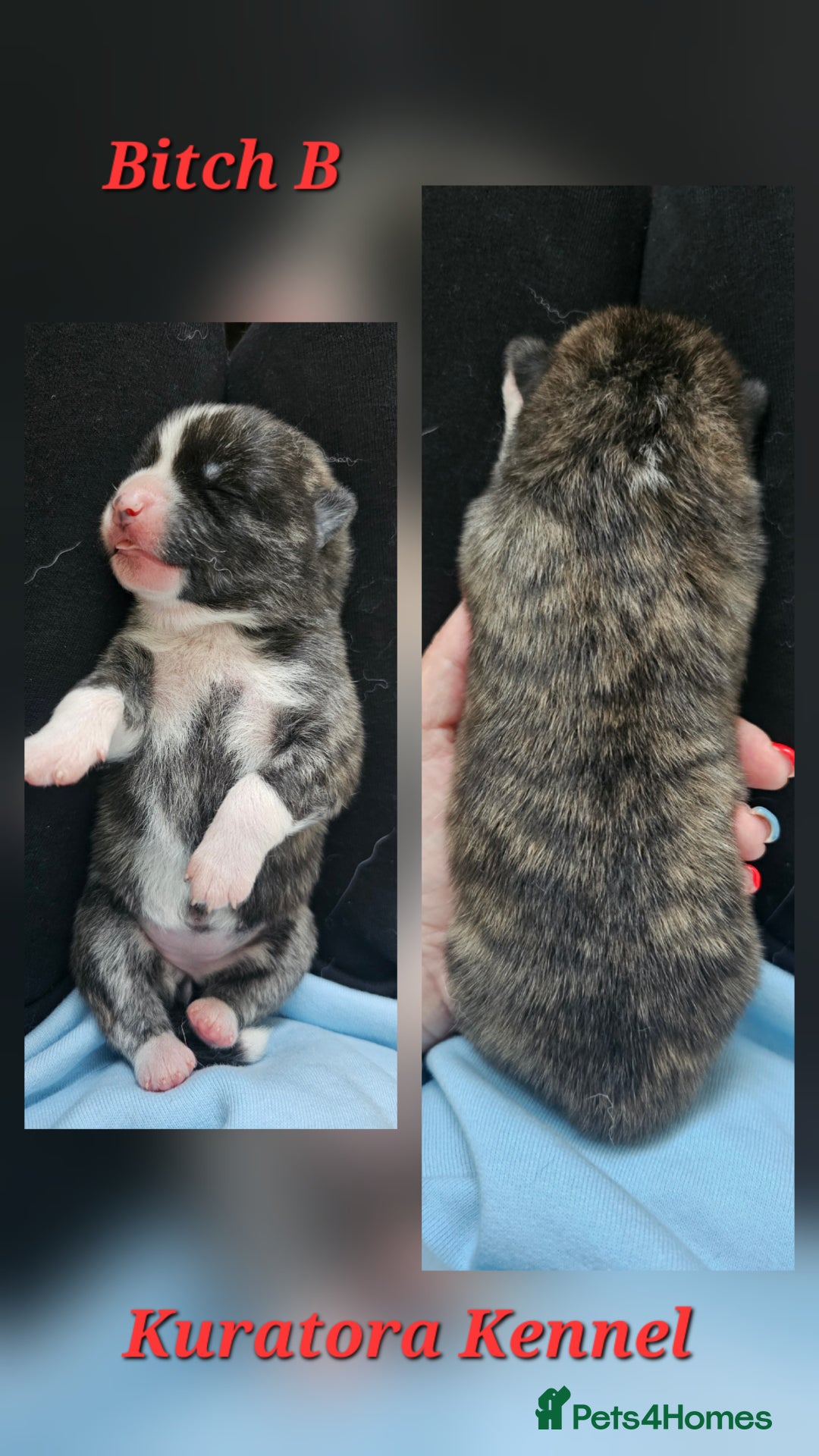 Japanese Akita Inu dogs for sale: Pure Breed Jepanese akita INU - Advert 7