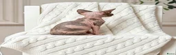 Sphynx cats for sale: Tics registered sphynx kittens  - Advert 3