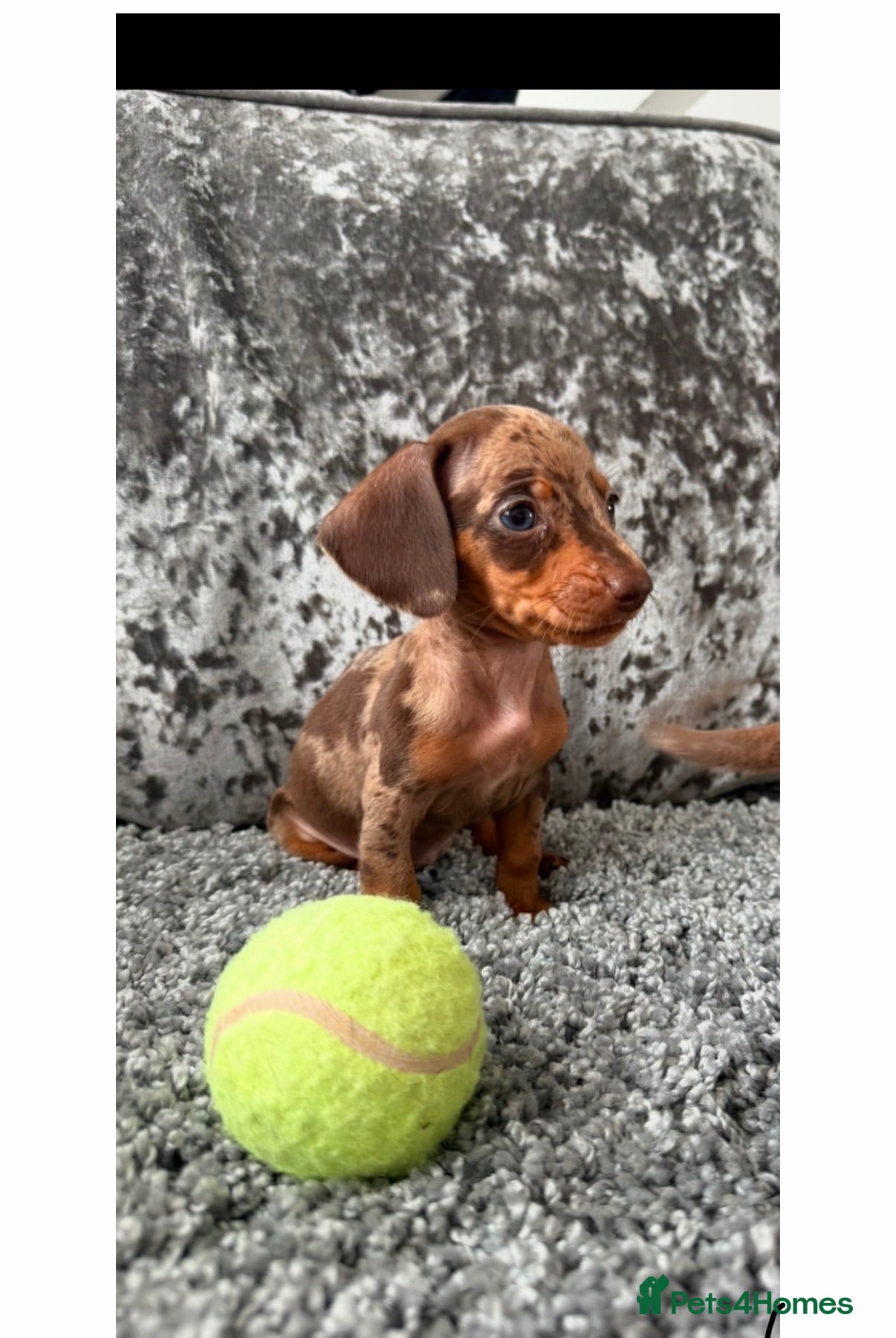 Miniature Dachshund dogs Miniature Dachshund - Advert 1