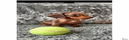 Miniature Dachshund dogs for sale: Miniature Dachshund - Advert 1