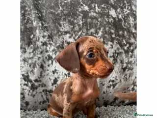 Miniature Dachshund dogs Miniature Dachshund - Advert 1
