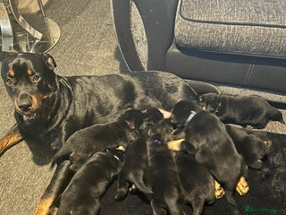 Rottweiler dogs - Advert 1