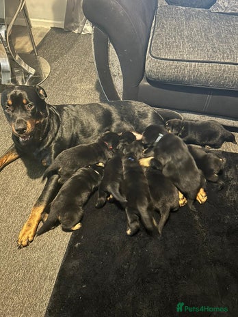 Rottweiler dogs - Advert 2