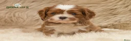 Cavalier King Charles Spaniel dogs for sale: ✨ DONNAJAYS CAVALIER KING CHARLES SPANIEL ✨ - Advert 11