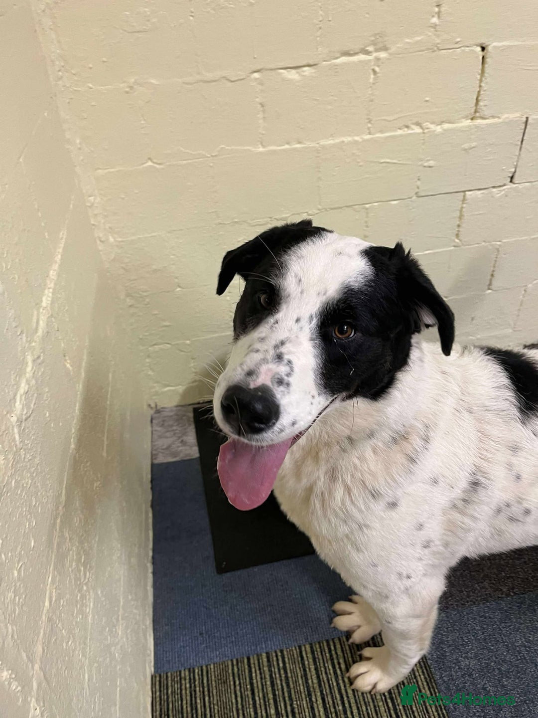 Mixed Breed dogs for adoption: Perdita  - Advert 4