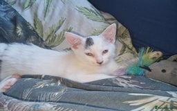 Domestic Shorthair cats for sale: 5 beautiful kittens looking for a good homes  - Image 13