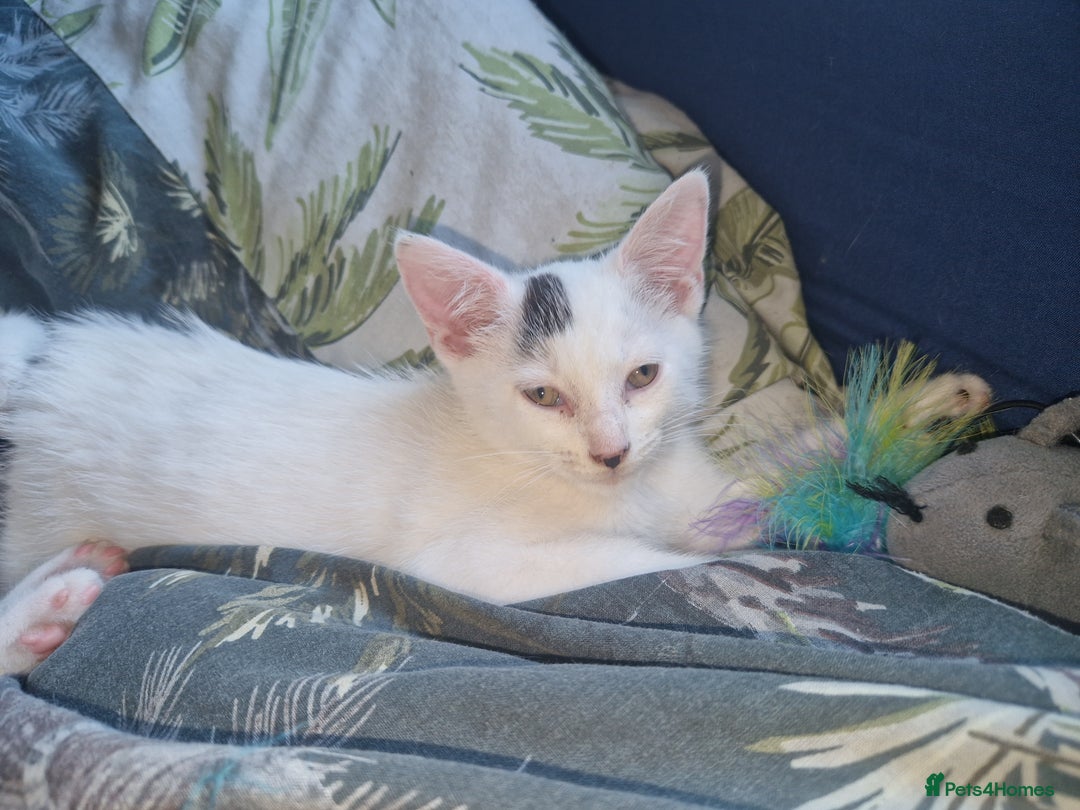 Domestic Shorthair cats for sale: 5 beautiful kittens looking for a good homes  - Image 13