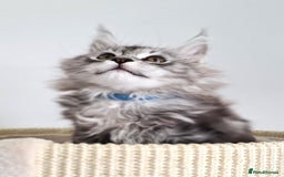 Maine Coon cats for sale: PEDIGREE MAINE COON KITTENS 5 BOYS - Image 31