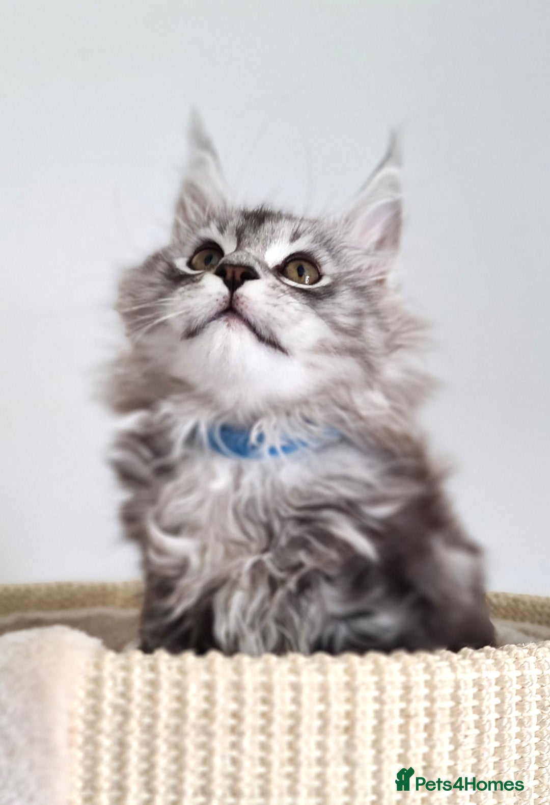 Maine Coon cats for sale: PEDIGREE MAINE COON KITTENS 5 BOYS - Image 31