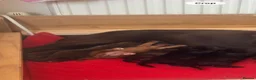 Sprocker dogs for sale: Beautiful littler of sprocker puppies  in Derby - Advert 7