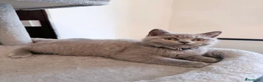 British Shorthair Blue Girl: Daisy