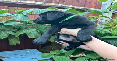 Labrador Retriever dogs - Advert 7