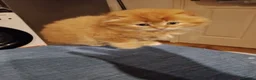 Scottish Fold cats for sale: 3 ginger girls and one boy available    - Advert 27