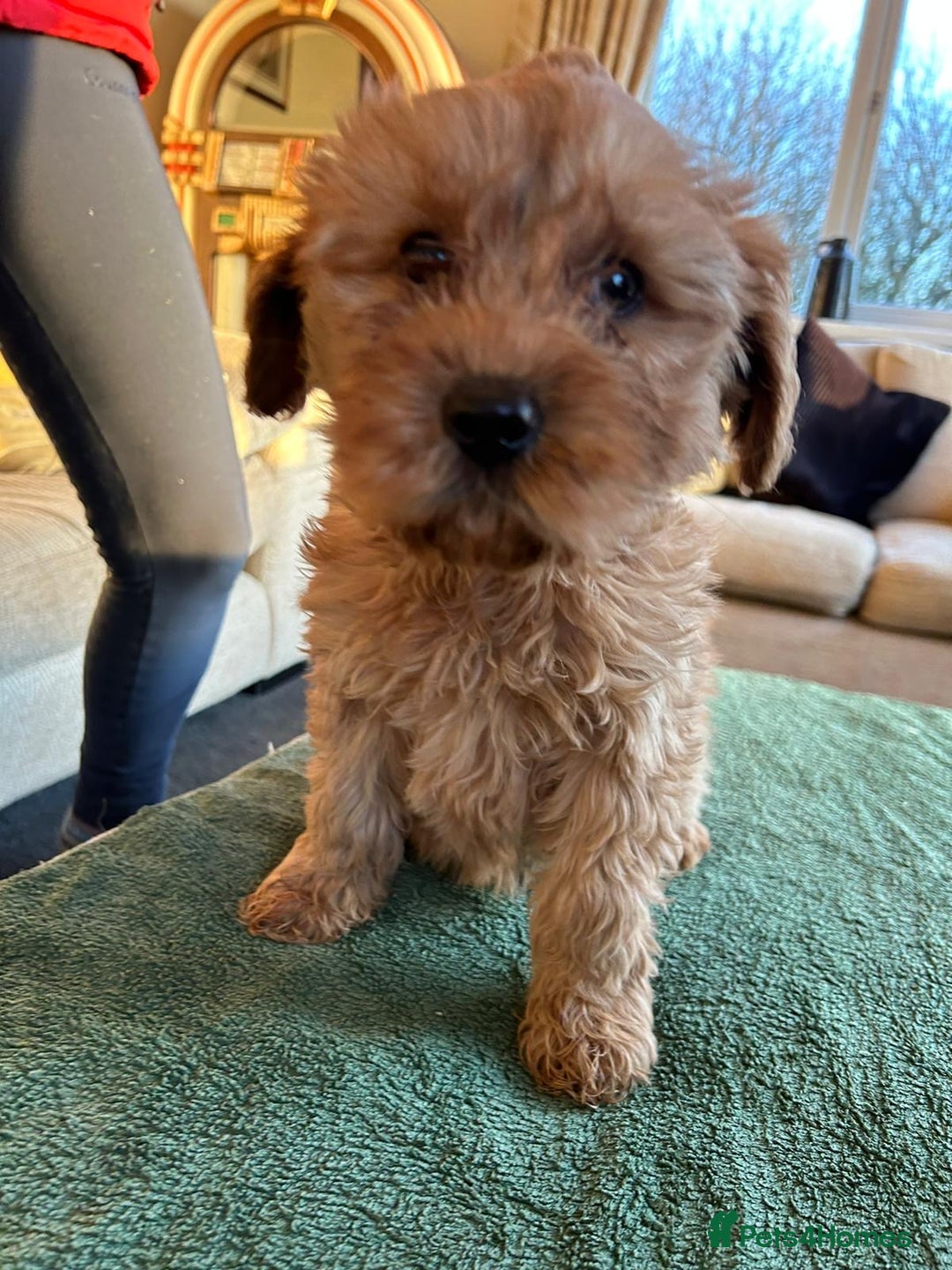 Labradoodle dogs for sale: Gorgeous Health Checked Labradoodle Puppies - Advert 27