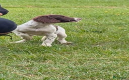 English Springer Spaniel dogs for sale: Beautiful girl looking for her forever family  - Image 7