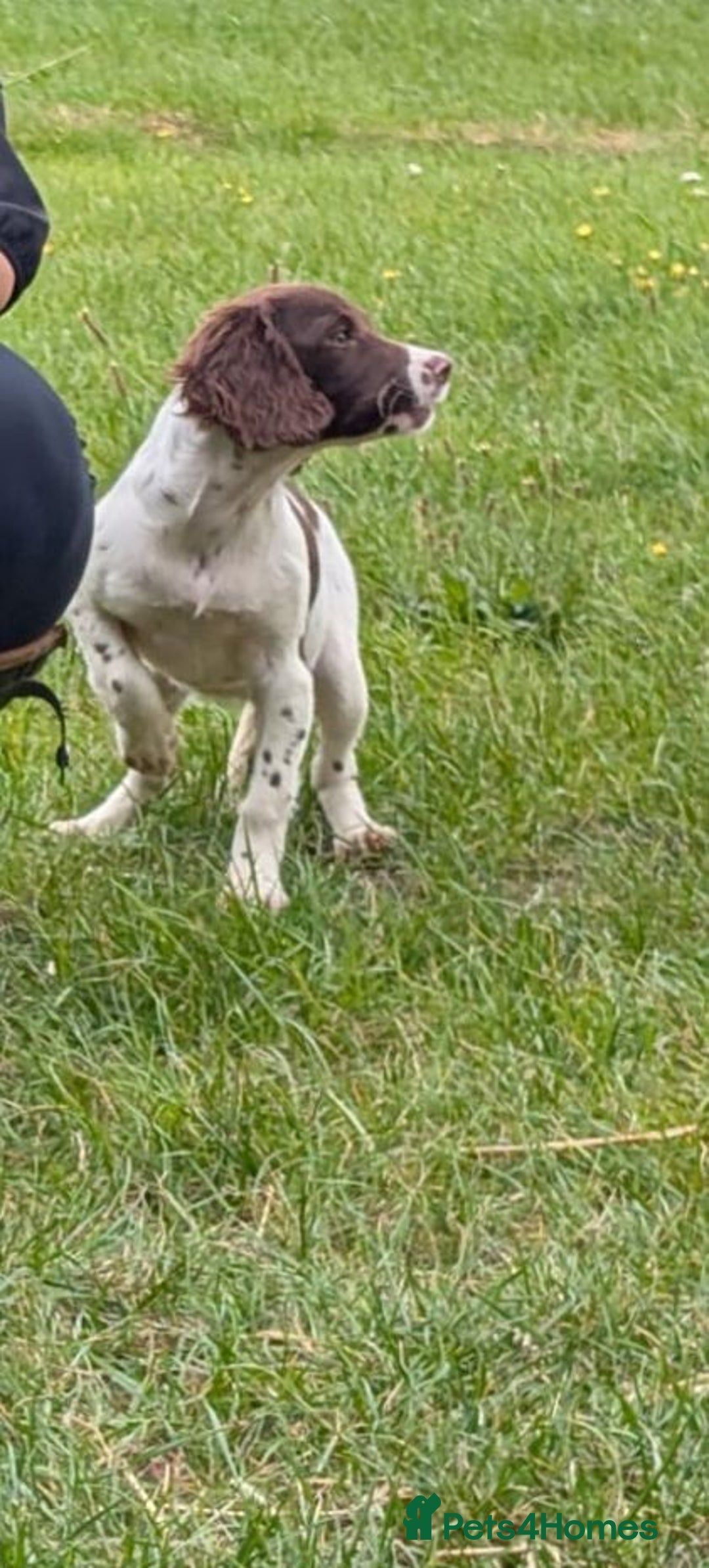 English Springer Spaniel dogs for sale: Beautiful girl looking for her forever family  - Image 7