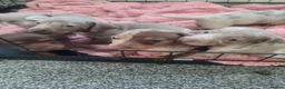 Dachshund dogs for sale: Pedigree Dachshund Puppies in Leigh-on-Sea - Advert 11