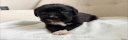 Mixed Breed dogs for sale: EXCLUSIVE LITTER: F1 Old English Bordeaux Puppies! - Advert 24