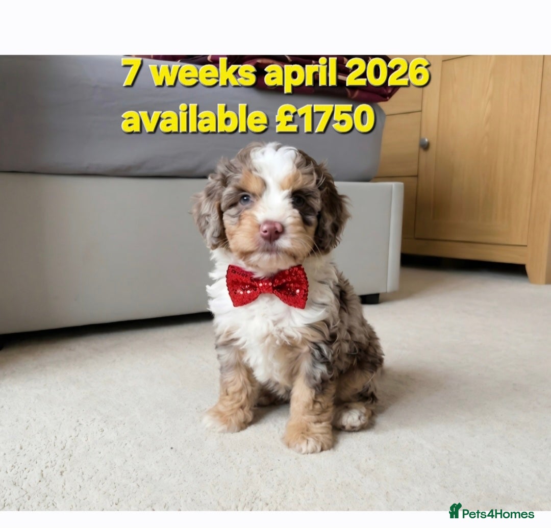 Cockapoo dogs ❤️Merle Cockapoo Puppy 🐶intelligent-teddy-face🏡  - Advert 9