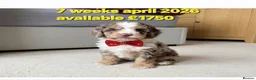 Cockapoo dogs for sale: ❤️ cockapoo puppies 8 WEEKS OLD & READY NOW 🐶 - Advert 17