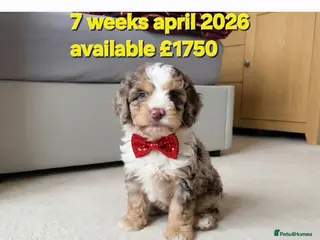 Cockapoo dogs ❤️Merle Cockapoo Puppy 🐶intelligent-teddy-face🏡 - Advert 9
