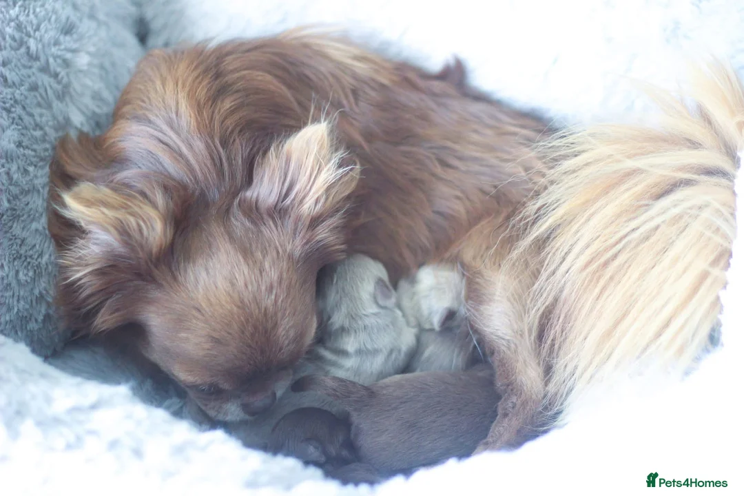 Chihuahua dogs for sale: Quality KC Registered chihuahua Boys  - Advert 1