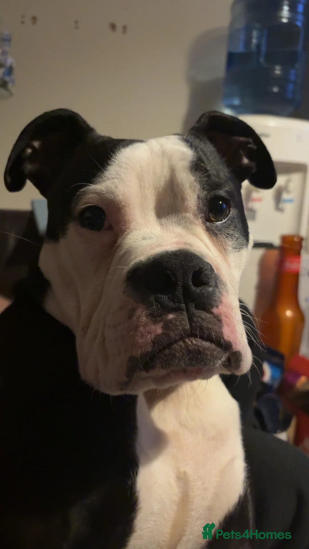 Mixed Breed dogs for sale: American bulldog X English bulldog in Hereford - Advert 2