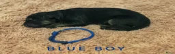 German Shepherd dogs for sale: Fully Health Tested, KC registered GSD puppies due - Advert 5