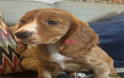Cocker Spaniel dogs for sale: KC Cocker spaniel pups  - Image 7