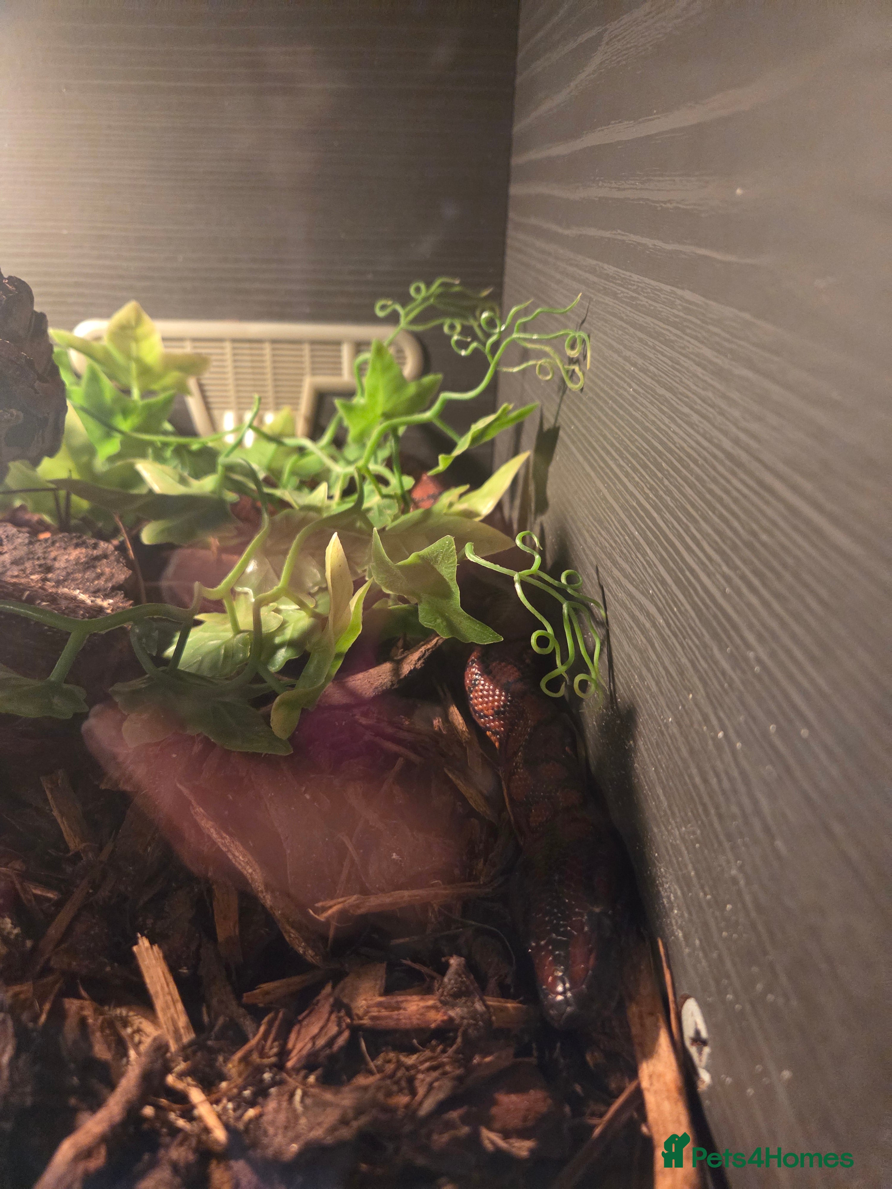 Snake reptiles Rainbow boa - Advert 1