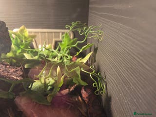 Snake reptiles Rainbow boa - Advert 1