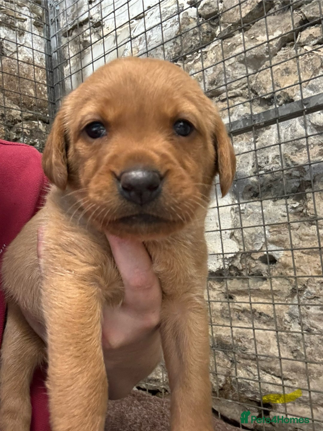 Labrador Retriever dogs for sale: KC reg health tested lab pups  - Image 4