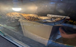 Gouramis fish for sale: 3 ball pythons  in Sutton-in-Ashfield - Image 11
