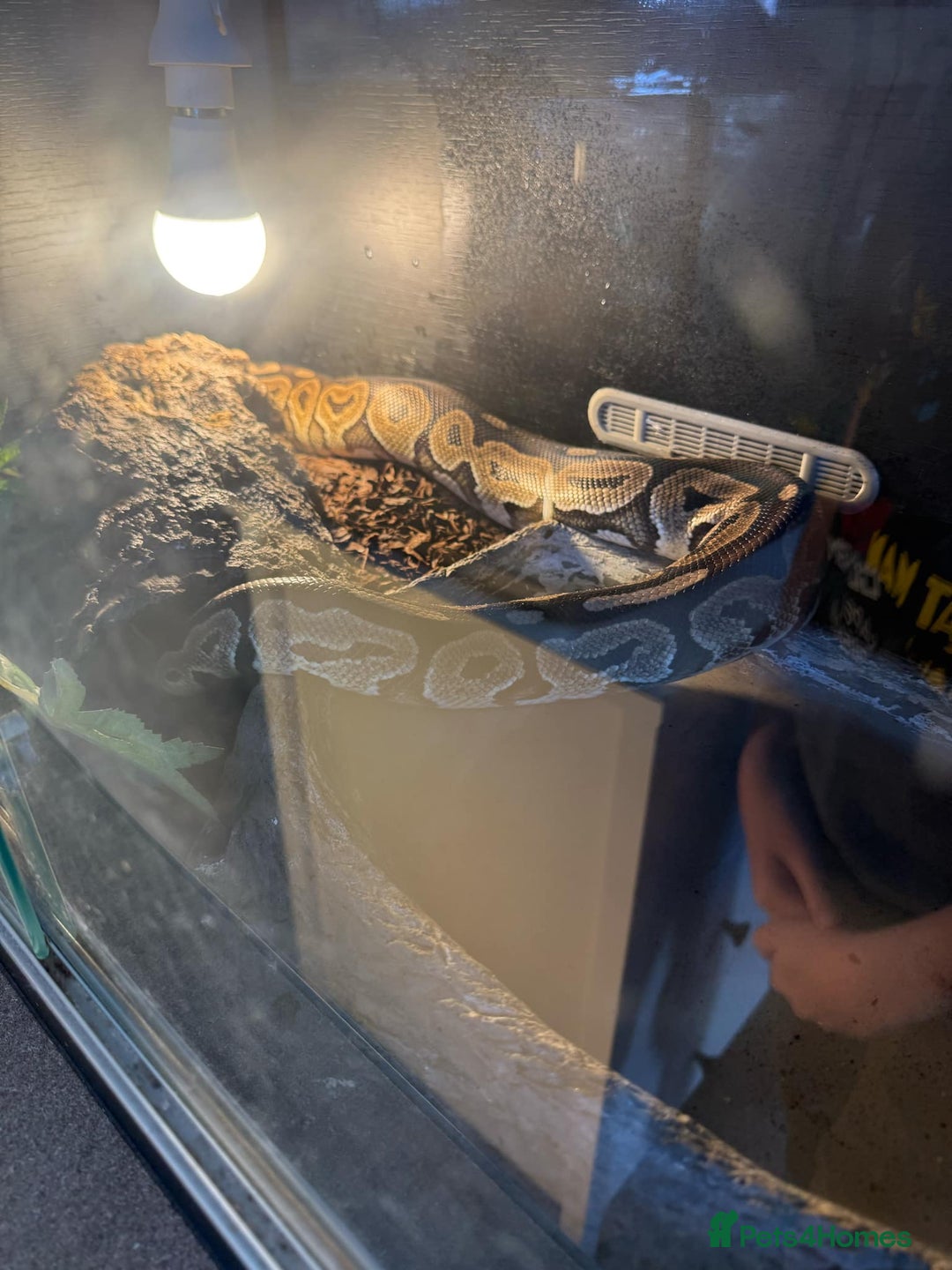 Gouramis fish for sale: 3 ball pythons  in Sutton-in-Ashfield - Image 11