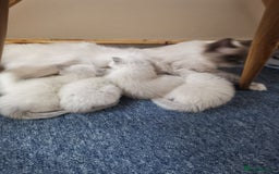 Ragdoll cats for sale: Beautiful Ragdoll Kittens - Image 28