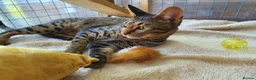 Savannah cats for sale: F4 Savannah Girl TICA - Advert 6