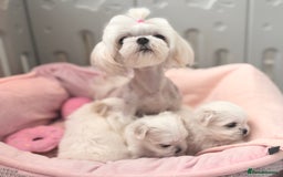 Maltese dogs for sale: 🌟Just One Left 🌟Bambelina Maltese🌟 - Image 22